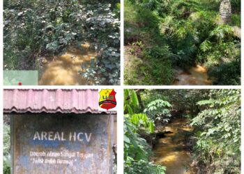 Tanami Sawit di Daerah Sepadan Sungai LSM Lingkungan Hidup Resmi Gugat PT.Serikat Putra