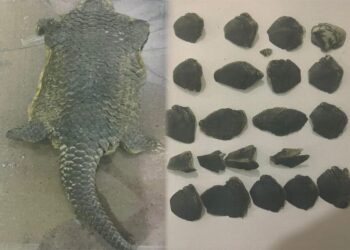 Satreskrim Polres Tulang Bawang Tangkap Penjual Satwa Yang Dilindungi