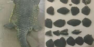 Satreskrim Polres Tulang Bawang Tangkap Penjual Satwa Yang Dilindungi