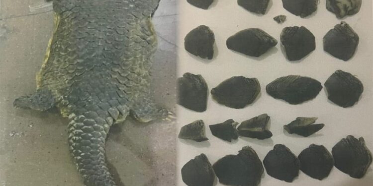 Satreskrim Polres Tulang Bawang Tangkap Penjual Satwa Yang Dilindungi