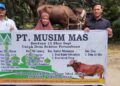 Menjelang Idul Adha 1145 H, PT.Musim Mas Bagikan 13 Ekor Sapi di Lingkungan Operasional Perusahaan