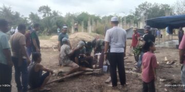 Masjid ALQIRAM Desa Dundangan Sembelih 13 ekor Sapi, 3 ekor Kambing pada Hari Idul Adha 1445 H