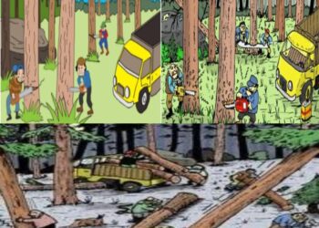 Maraknya Aktifitas Ilegal Loging di Kabupaten Pelalawan, Ketua Lembah Peduli Lingkungan Hidup Angkat Bicara