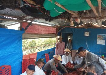 Bupati dan ketua DPRD Pelalawan Hadiri Panen Cabe desa Kuala Panduk sekaligus Penutupan Lomba Ketinting Bupati Cup tahun 2026