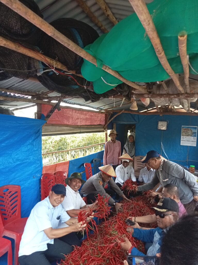 Bupati dan ketua DPRD Pelalawan Hadiri Panen Cabe desa Kuala Panduk sekaligus Penutupan Lomba Ketinting Bupati Cup tahun 2026
