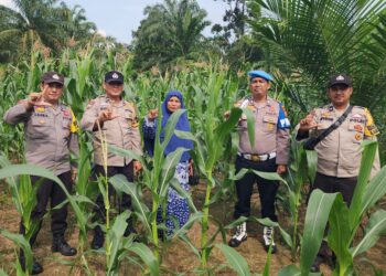 Dukung Ketahanan Pangan, Polsek Rambah Cek Perkembangan Jagung Hibrida di Desa Menaming