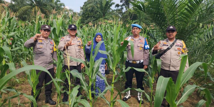 Dukung Ketahanan Pangan, Polsek Rambah Cek Perkembangan Jagung Hibrida di Desa Menaming