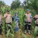 Dukung Ketahanan Pangan, Polsek Rambah Cek Perkembangan Jagung Hibrida di Desa Menaming