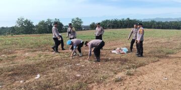 Dukung Ketahanan Pangan, Kapolsek Rambah Cek Pertumbuhan Jagung Hibrida di Lahan KM 7 Suka Maju